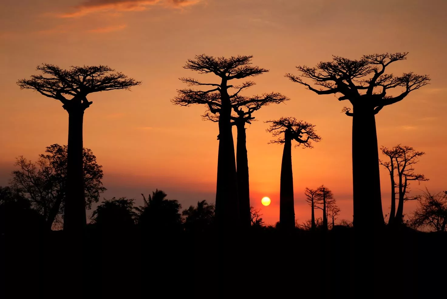 שדרת עצי הבאובב במדגסקר