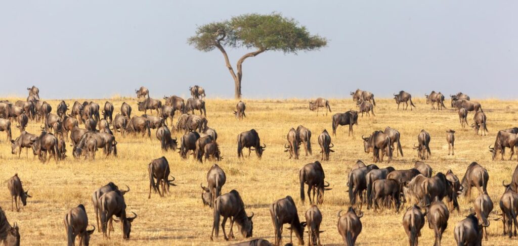 טיול ספארי לטנזניה, שמורת הסרנגטי