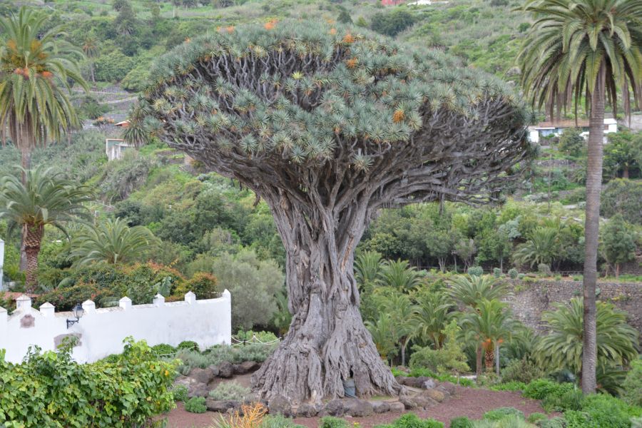 טיול מאורגן לאיים הקנריים עץ הדרקון העתיק הקנריים ספרד