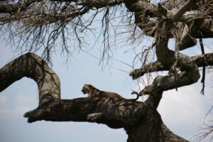 טנזניה, נמר על עץ בסרנגטי | צילום : גולן לובנוב