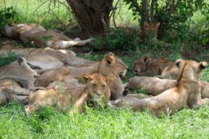 טנזניה, שמורת הסרנגטי. צילום גולן לובנוב