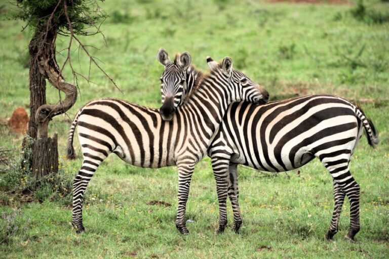 ספארי בטנזניה לנוסע העצמאי