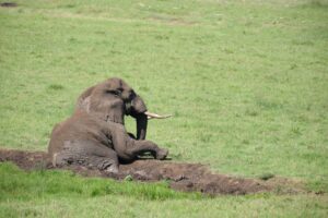 פיל במנוחה במכתש נגורונגורו. צילום גולן לובנוב
