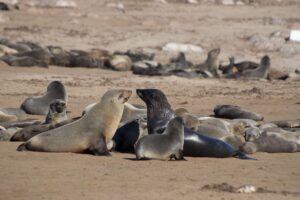 קייפ קרוס בנמיביה - מושבת כלבי הים הגדולה בחופי האוקיינוס האטלנטי קייפ קרוס בנמיביה - מושבת כלבי הים הגדולה בחופי האוקיינוס האטלנטי