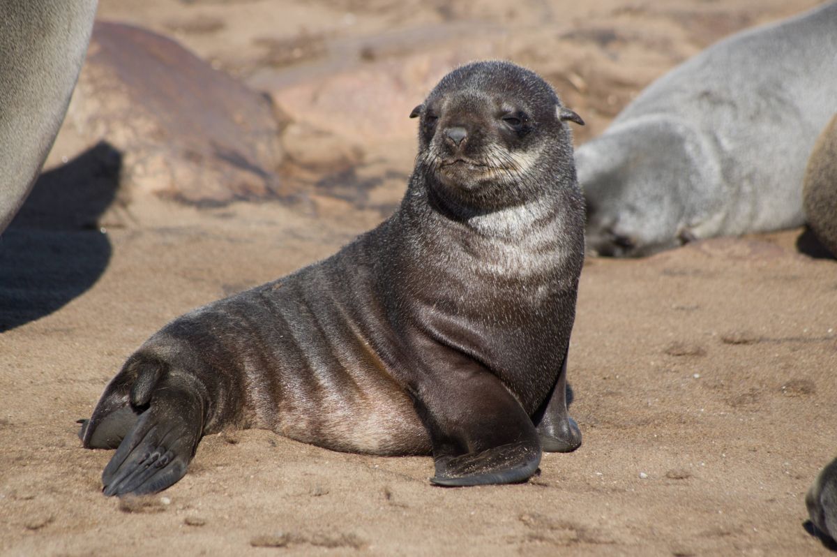 נמיביה נמיביה