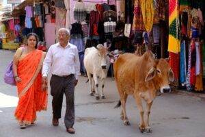 שווקי פושקר התוססים | צילום - גולן לובנוב