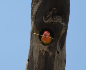 ציפור אהבה בונה קן, נדוטו – טנזניה. צילום: גולן לובנוב
