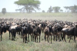 אין זמן אחד “נכון” להגיע לסרנגטי. כל תקופה מביאה איתה משהו אחר