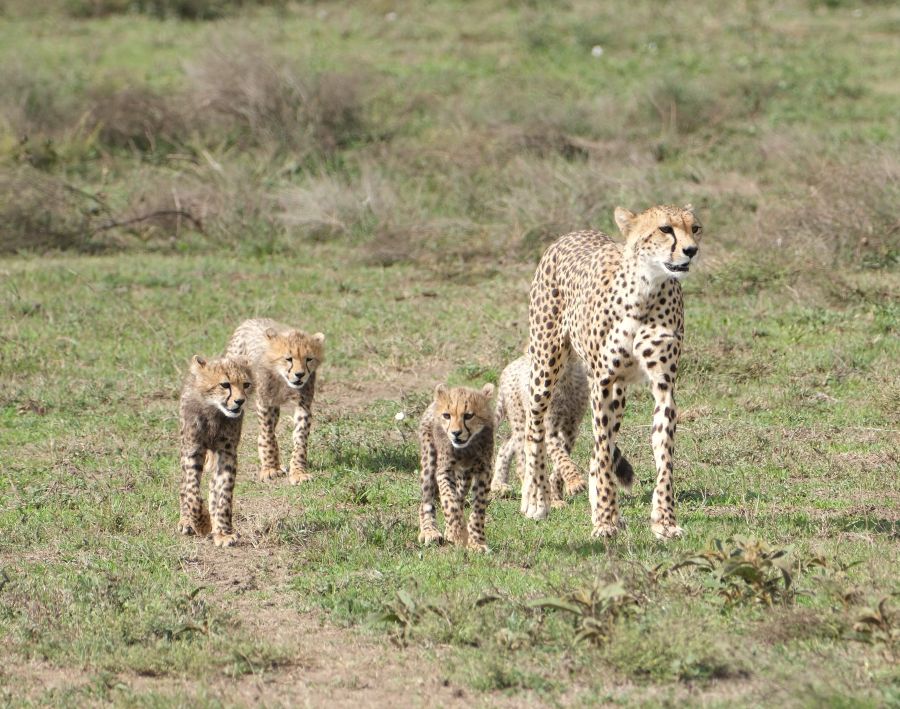 טנזניה ספארי בטנזניה לנוסע העצמאי