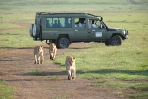 מכתש הנגורונגורו, טנזניה - צילום: גולן לובנוב