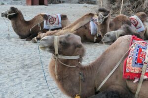 גמלים בעמק נוברה בלדאק, צפון הודו - צילום: גולן לובנוב