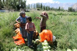 חקלאות מקומית בעמק נוברה בלדאק - צילום: גולן לובנוב