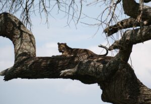מפגשים מהיום הראשון בסרנגטי, טנזניה. צילום גולן לובנוב