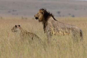 טנזניה, מישורי נדוטו, צילום רון טולדו