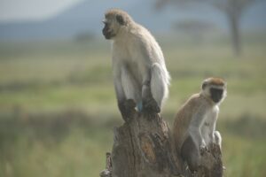 כחלק ממערכת הגומלין בסוואנה, הקופים סורקים את השטח צילום:גולן לובנוב