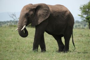 פיל בסרנגטי. נוכחות שאי אפשר להתעלם ממנה. צילום: גולן לובנוב