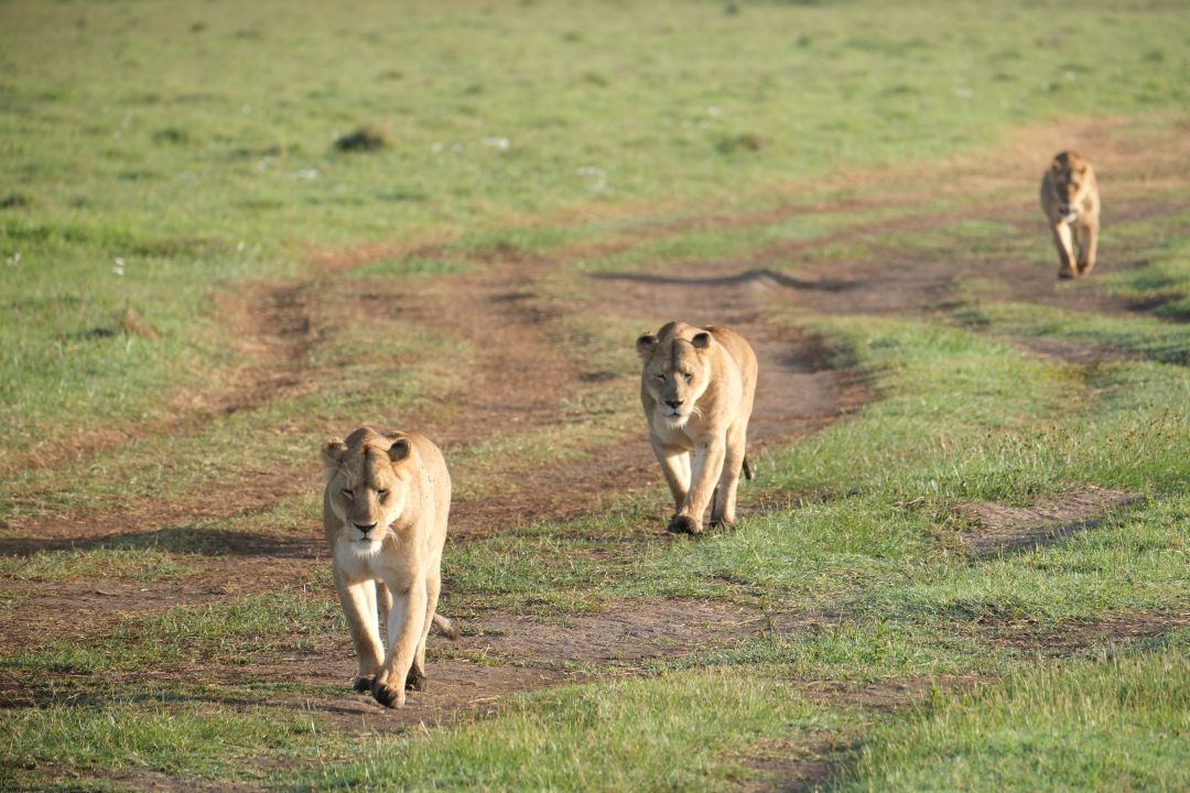 טנזניה ספארי בטנזניה לנוסע העצמאי