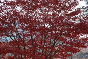 שלכת אדומה בפארקי סיאול | צילום: גולן לובנוב