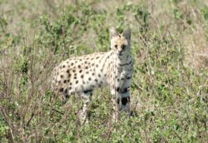 סרוול בסרנגטי. צילום: גולן לובנוב